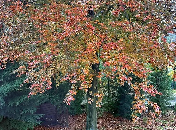 Gasthof Pod Bukami *